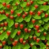 Mara des Bois Strawberry (Fragaria cultivar)