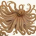 Musky Octopus (Eledone moschata)