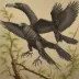Microraptor gui (IVPP V13352)