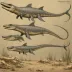 Mixosaurus cornalianus