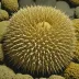 Micraster cortestudinarium