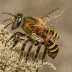 Megachile analis