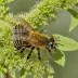 Megachile policaris