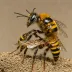 Megachile inimica