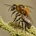 Megachile rugifrons