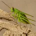 Matchstick Grasshopper (Moraba scurra)