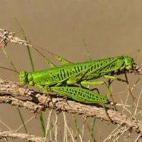 Madagascan Migratory Locust (Locusta migratoria capito)
