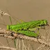Madagascan Migratory Locust (Locusta migratoria capito)