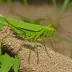 Mayan Giant Grasshopper (Tropidacris dux)
