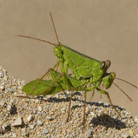 Mackenzie Basin Grasshopper (Sigaus minutus)