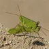 Mackenzie Basin Grasshopper (Sigaus minutus)