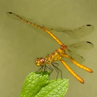Mexican Amberwing