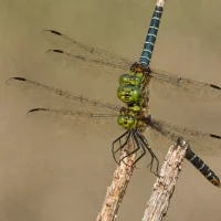 Mustached Clubtail