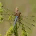 Migrant Hawker