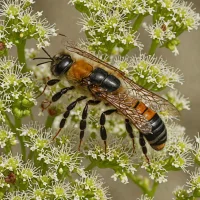 Mining Bee (Andrena cineraria)