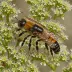 Mining Bee (Andrena cineraria)