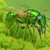 Metallic Sweat Bee (Augochlorella aurata)