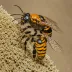 Mormon Metalmark Nomad Bee (Nomada mormon)