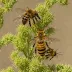 Mesquite Bee (Centris pallida)