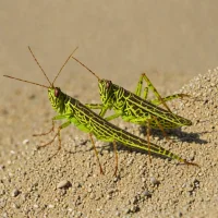 Maritime Grasshopper (Trimerotropis maritima)