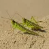 Maritime Grasshopper (Trimerotropis maritima)