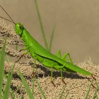Melanoplus viridipes