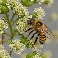 Megachile pyrenaea