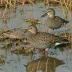 Marbled Teal