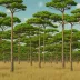 Mosquitia Pine Savanna