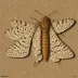 Miller moth