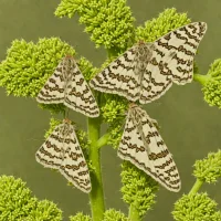 Mullein moth