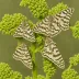 Mullein moth