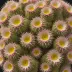 Mammillaria matudae