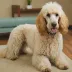 Millie (Bush Sr.)