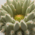 Mammillaria spinosissima 'Thimble Cactus'