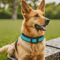 Mighty Paws Neoprene Dog Collar