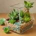 Modern Sprout DIY Terrarium Kit