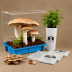 Mushroom Cultivation Kit Co. - Blue Oyster