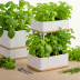 Mr. Stacky Herb Garden Kit