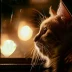Nights with a Cat Season 2