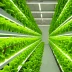 Nature Fresh Farms