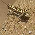 Nomadacris guttulosa (Spotted Locust)
