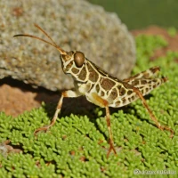 Nomotettix cristatus (Crested Pygmy Grasshopper)