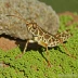 Nomotettix cristatus (Crested Pygmy Grasshopper)