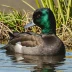 New Zealand Scaup