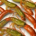 New Zealand scampi (Metanephrops challengeri)