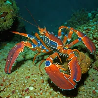 Neptune lobsterette (Metanephrops neptunus)