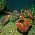 Neptune lobsterette (Metanephrops neptunus)