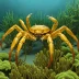 Northern Kelp Crab