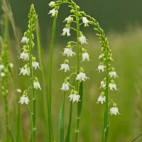 Nodding Ladies' Tresses